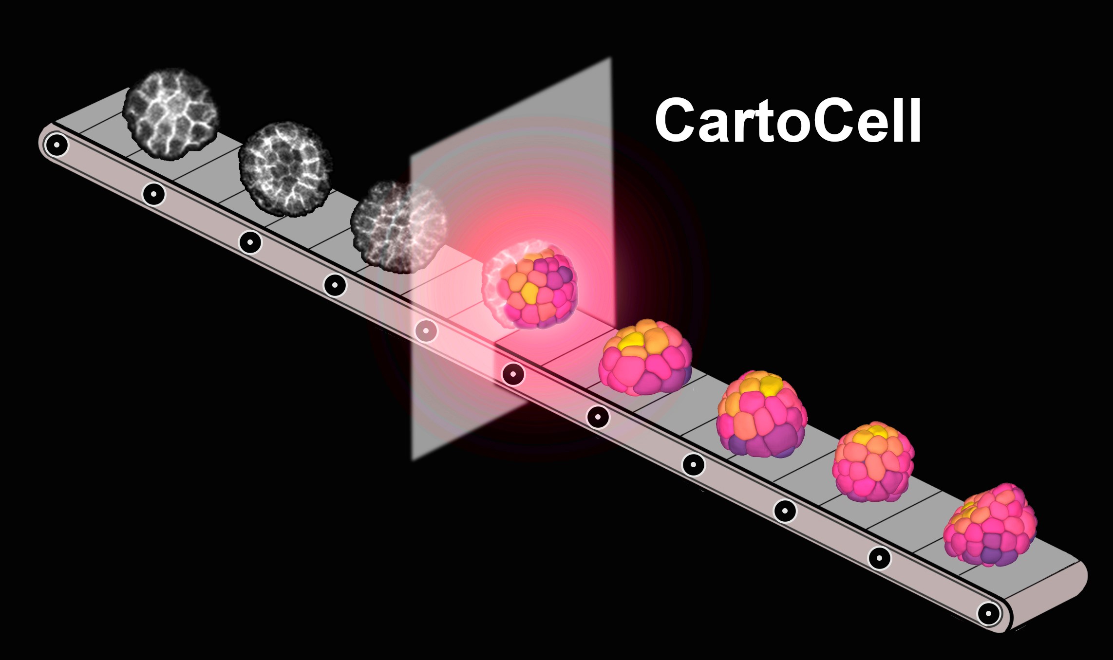 CartoCell is an artificial neural network, which automatically processes 3D epithelia.