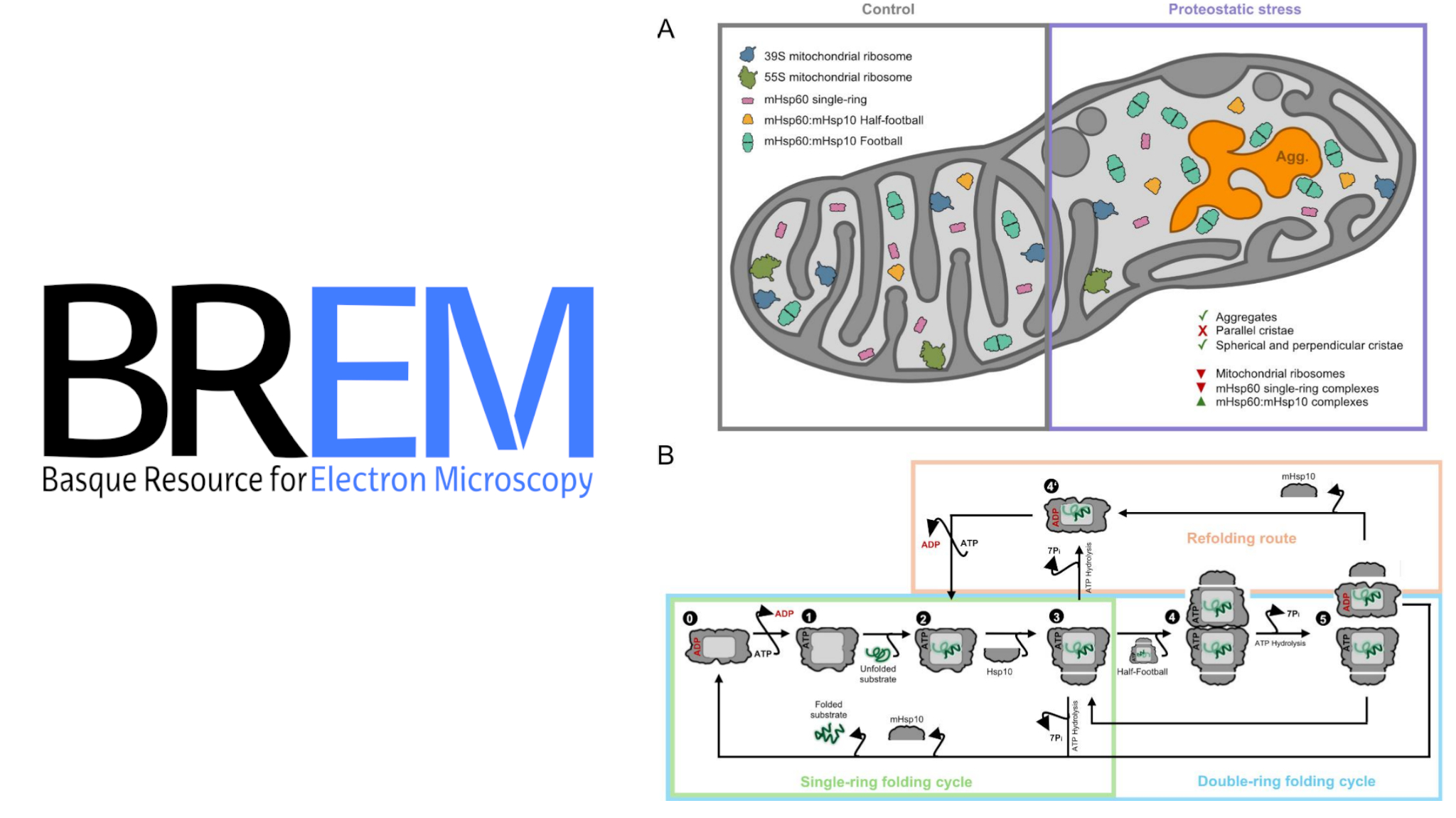 New Preprint Reveals Mitochondrial Proteostasis Mechanisms Using Cryo-EM Data from BREM New Preprint Reveals Mitochondrial Proteostasis Mechanisms Using Cryo-EM Data from BREM