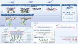 "The molecular architecture of the nuclear basket" published in Cell