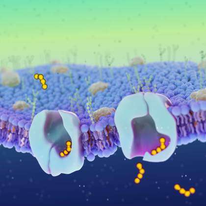 Membrane Transport Mechanisms